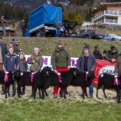Schafausstellung Tiroler Bergschaf  (35)